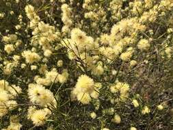 Image of broom honeymyrtle