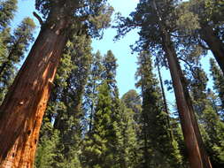 Image of giant sequoia