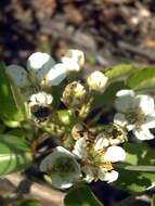 Image de Pyrus bourgaeana Decne