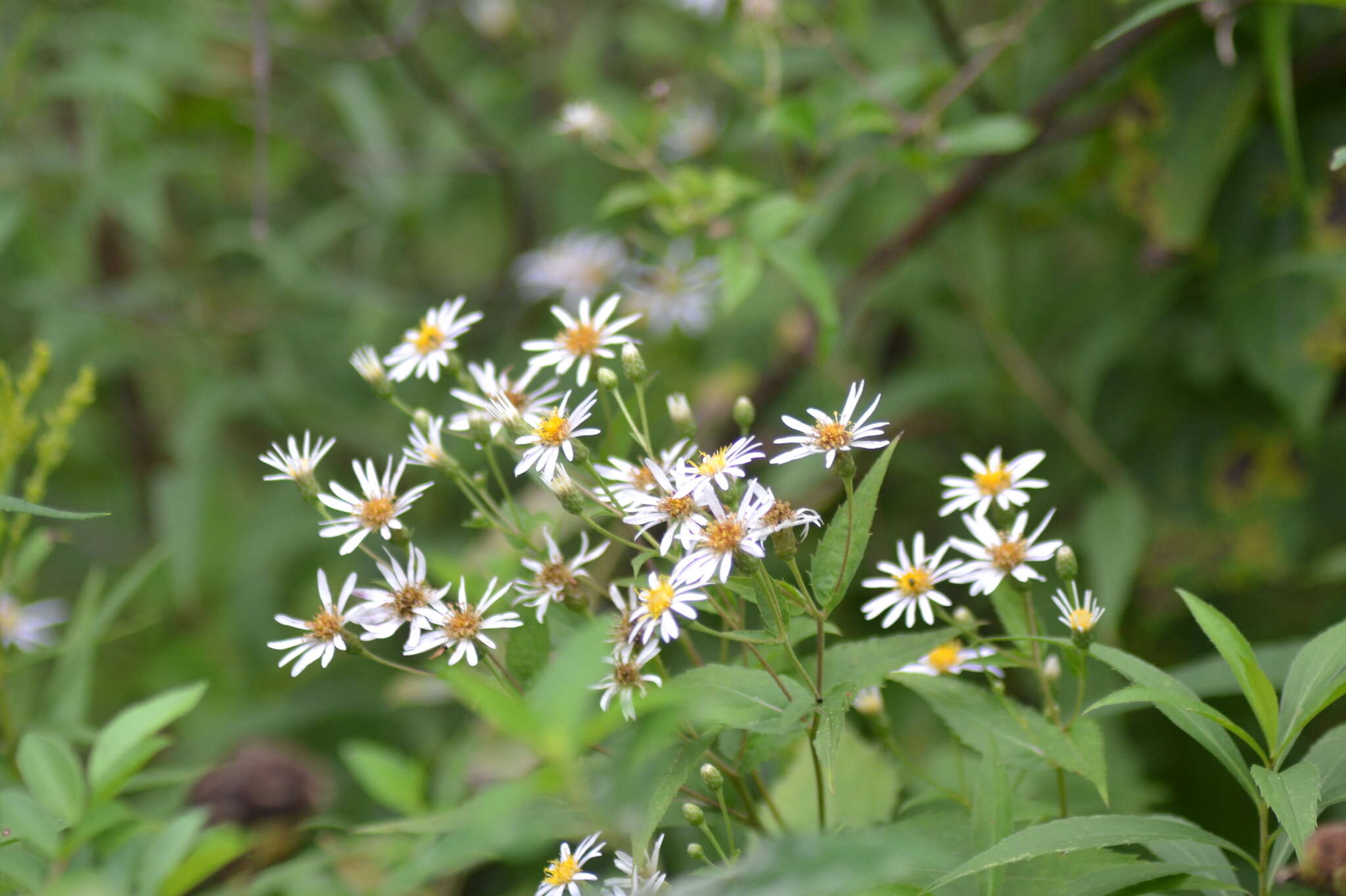 Sivun Eurybia furcata (E. S. Burgess) G. L. Nesom kuva