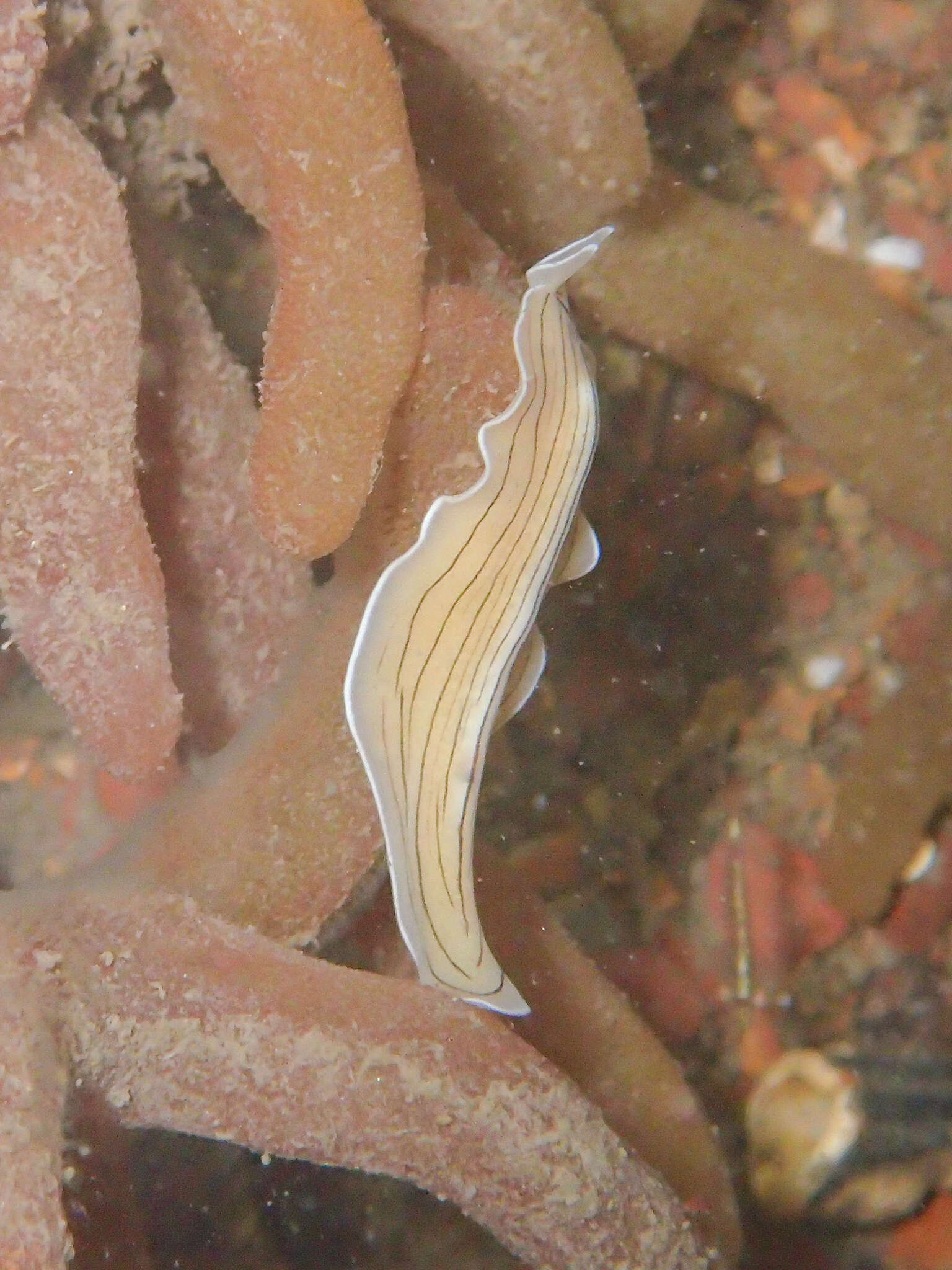 Image of candy striped flatworm