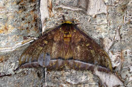 Image of Bathyphlebia aglioides Naumann, Brosch & Wenczel 2009