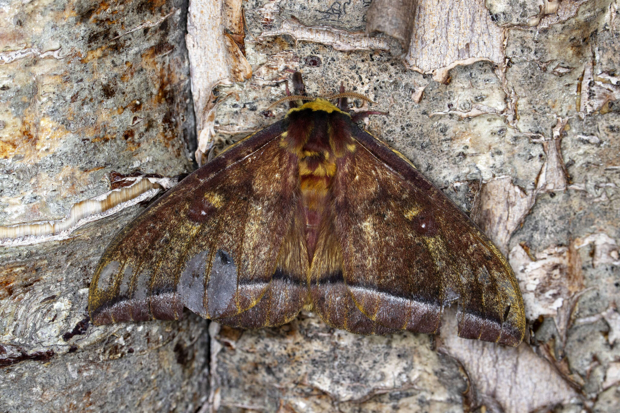 Image of Bathyphlebia aglioides Naumann, Brosch & Wenczel 2009