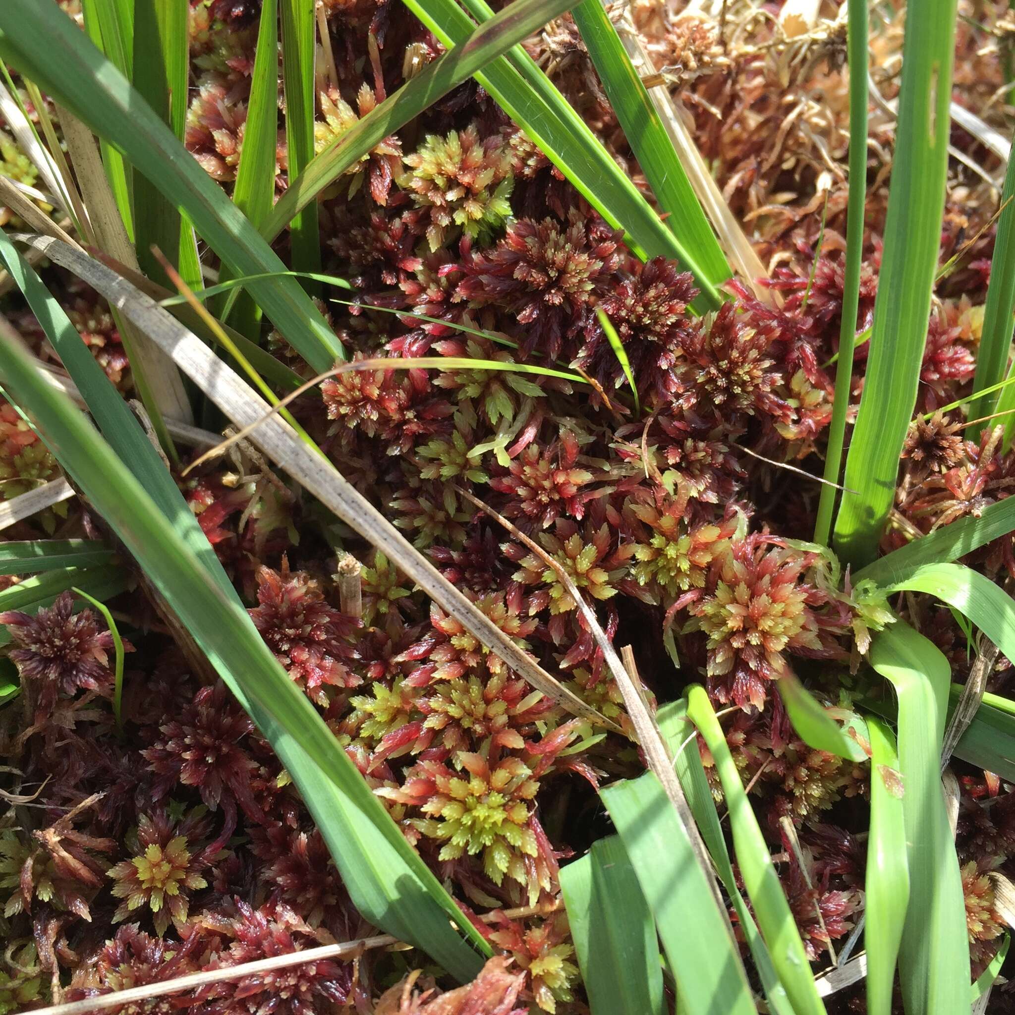 Imagem de Sphagnum subnitens Russow & Warnstorf 1888