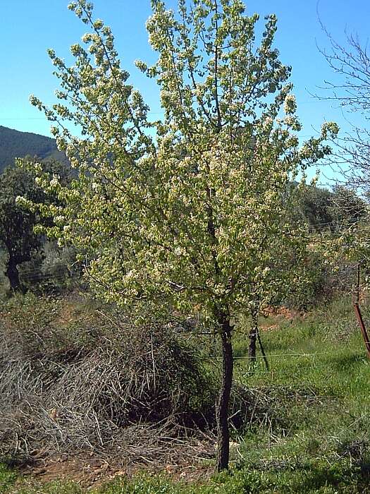 Image de Pyrus bourgaeana Decne