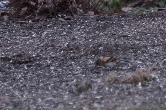 Image of Brambling