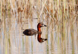 Image of Little Grebe