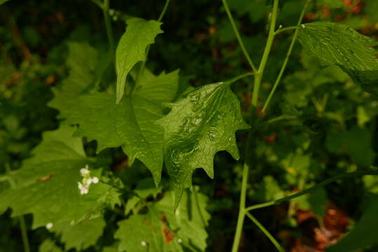 Image of Turnip crinkle virus