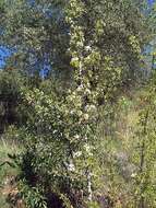 Image de Pyrus bourgaeana Decne