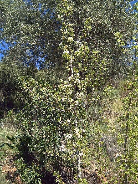 Image de Pyrus bourgaeana Decne