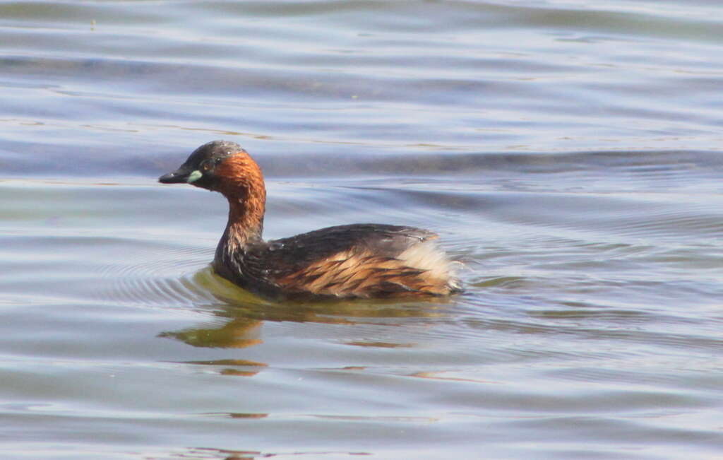 Image of Little Grebe