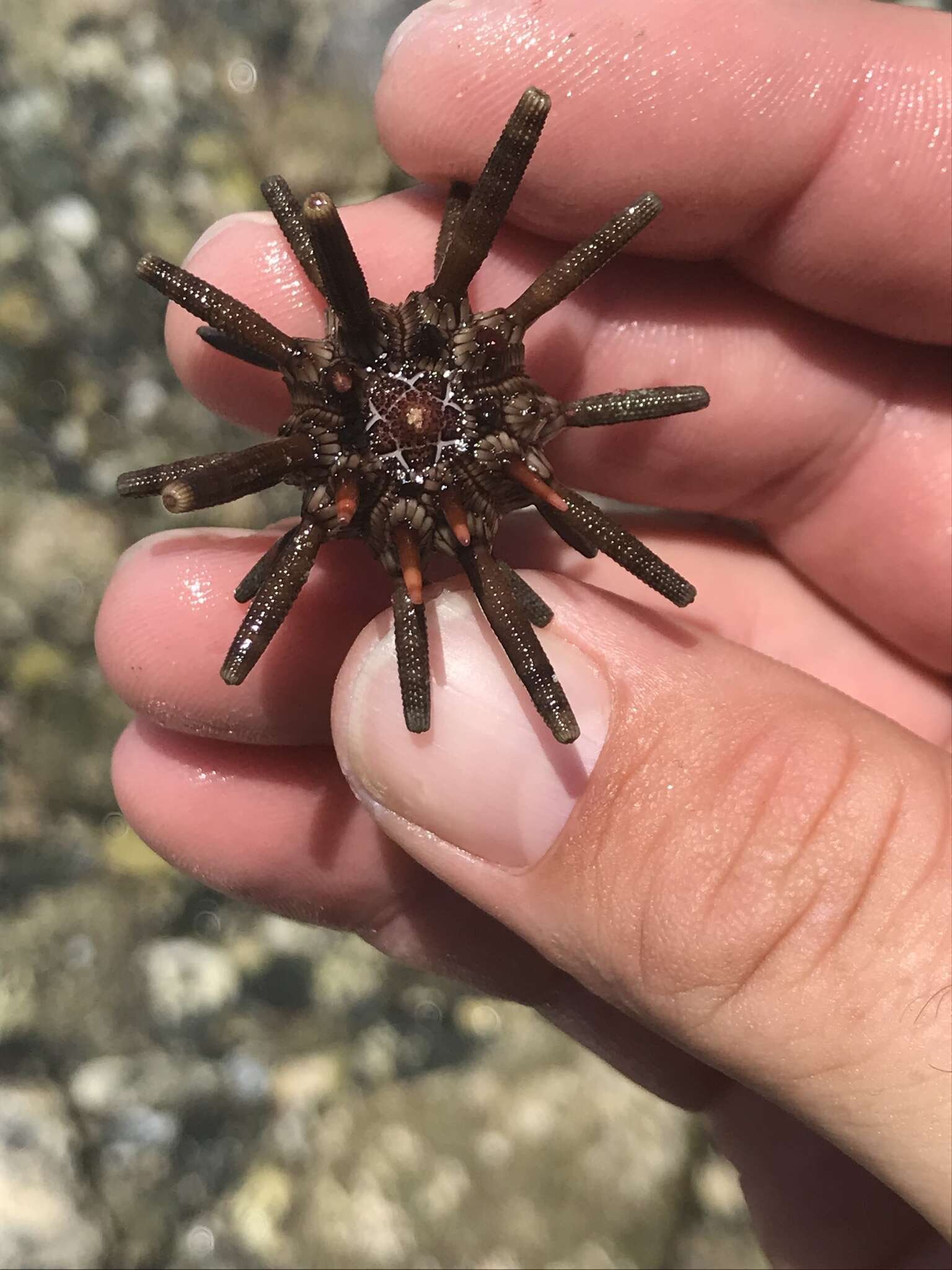 Image of slate pencil urchin