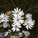 Sivun Olearia paucidentata (Steetz) F. Müll. ex Benth. kuva