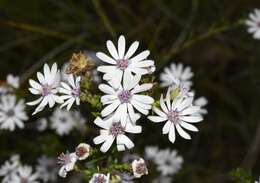 Sivun Olearia paucidentata (Steetz) F. Müll. ex Benth. kuva