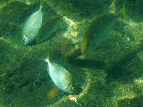 Image of Dusky rabbitfish