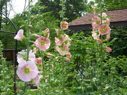 Image of hollyhock