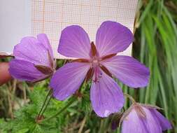 Image of Geranium atlanticum Boiss.