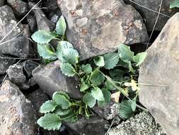 Image of goosefoot violet