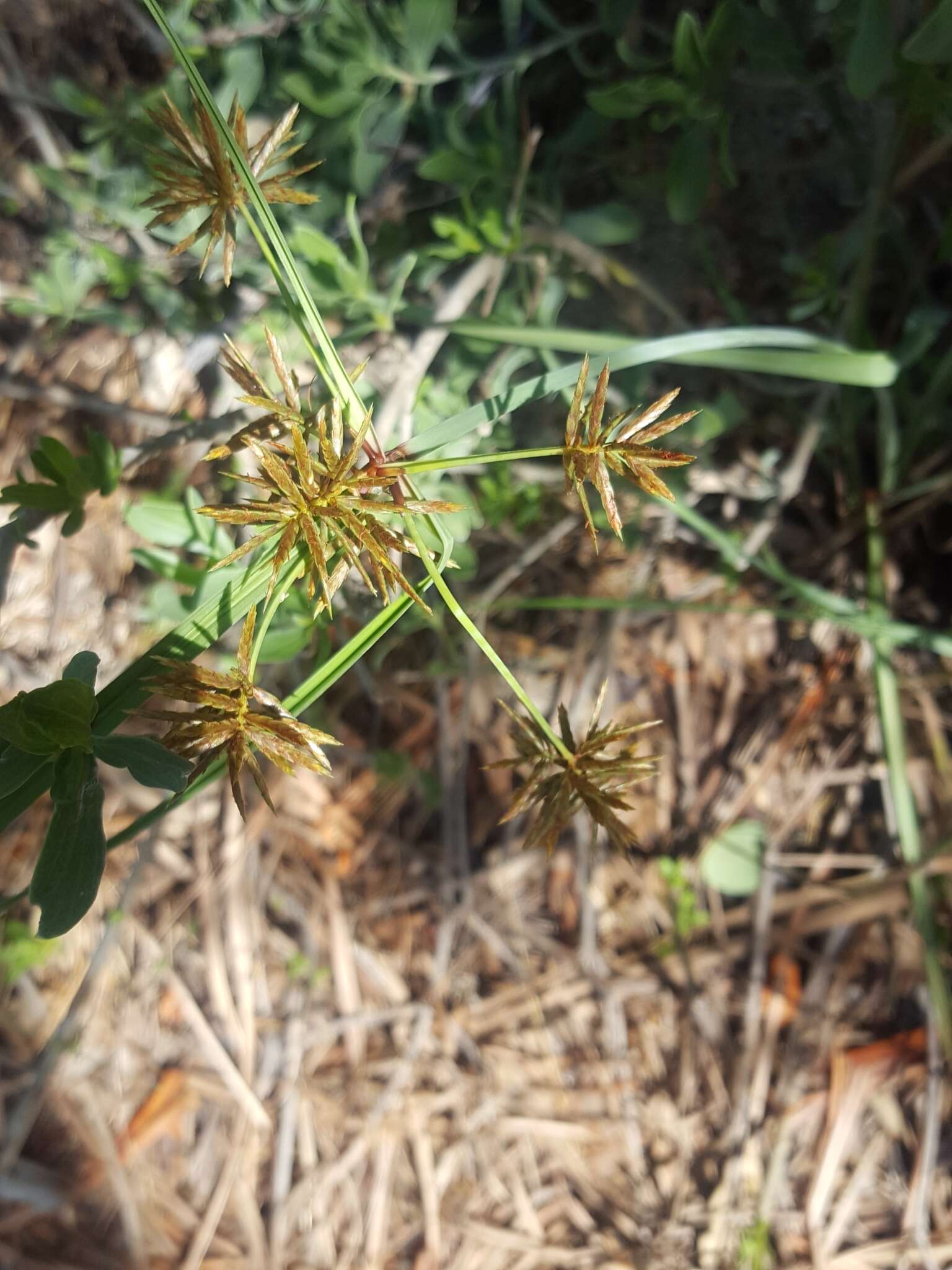 Image of coastal sedge