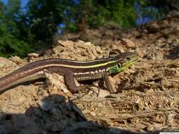 Image of Balkan Green Lizard