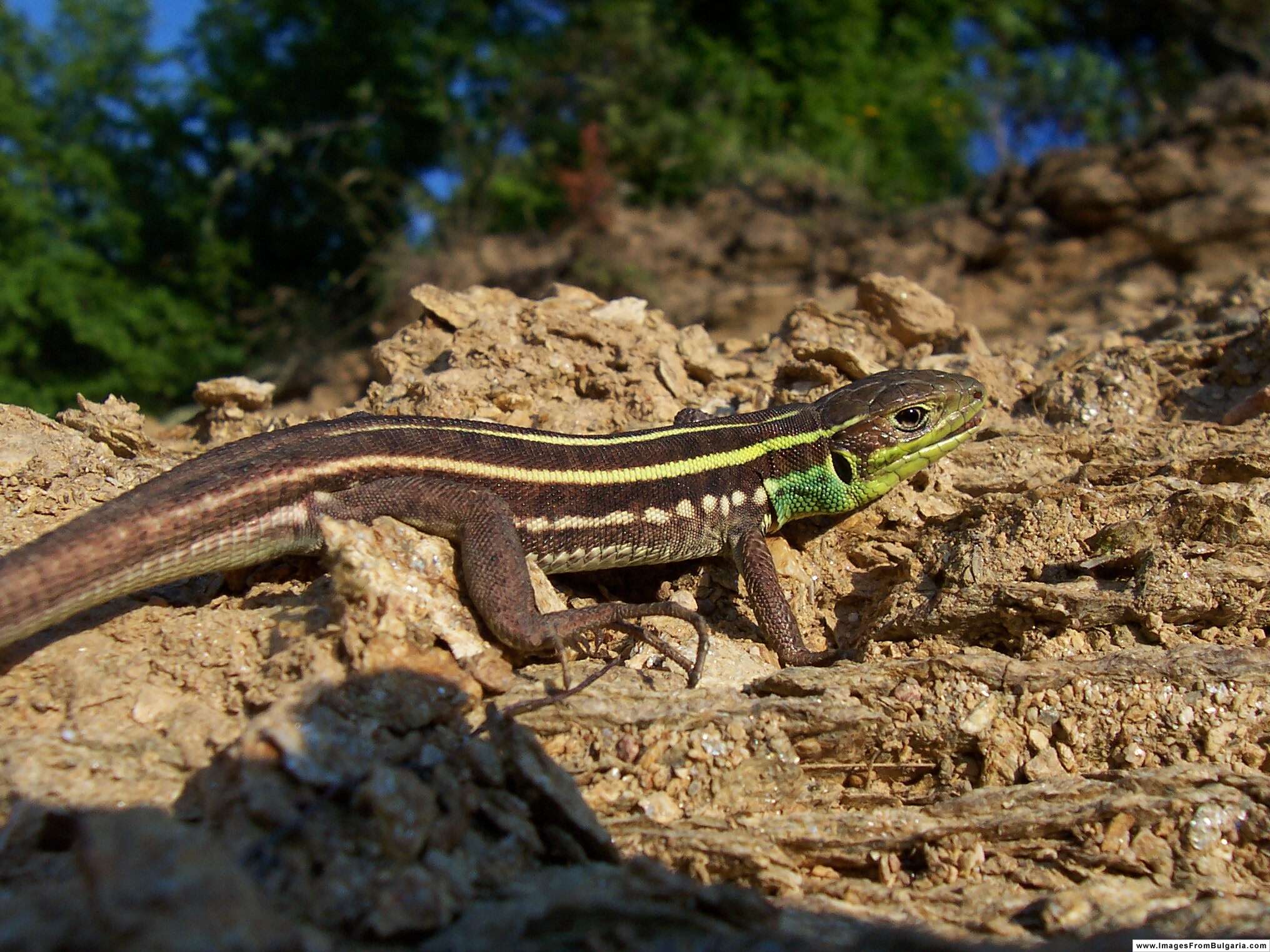 Image of Balkan Green Lizard