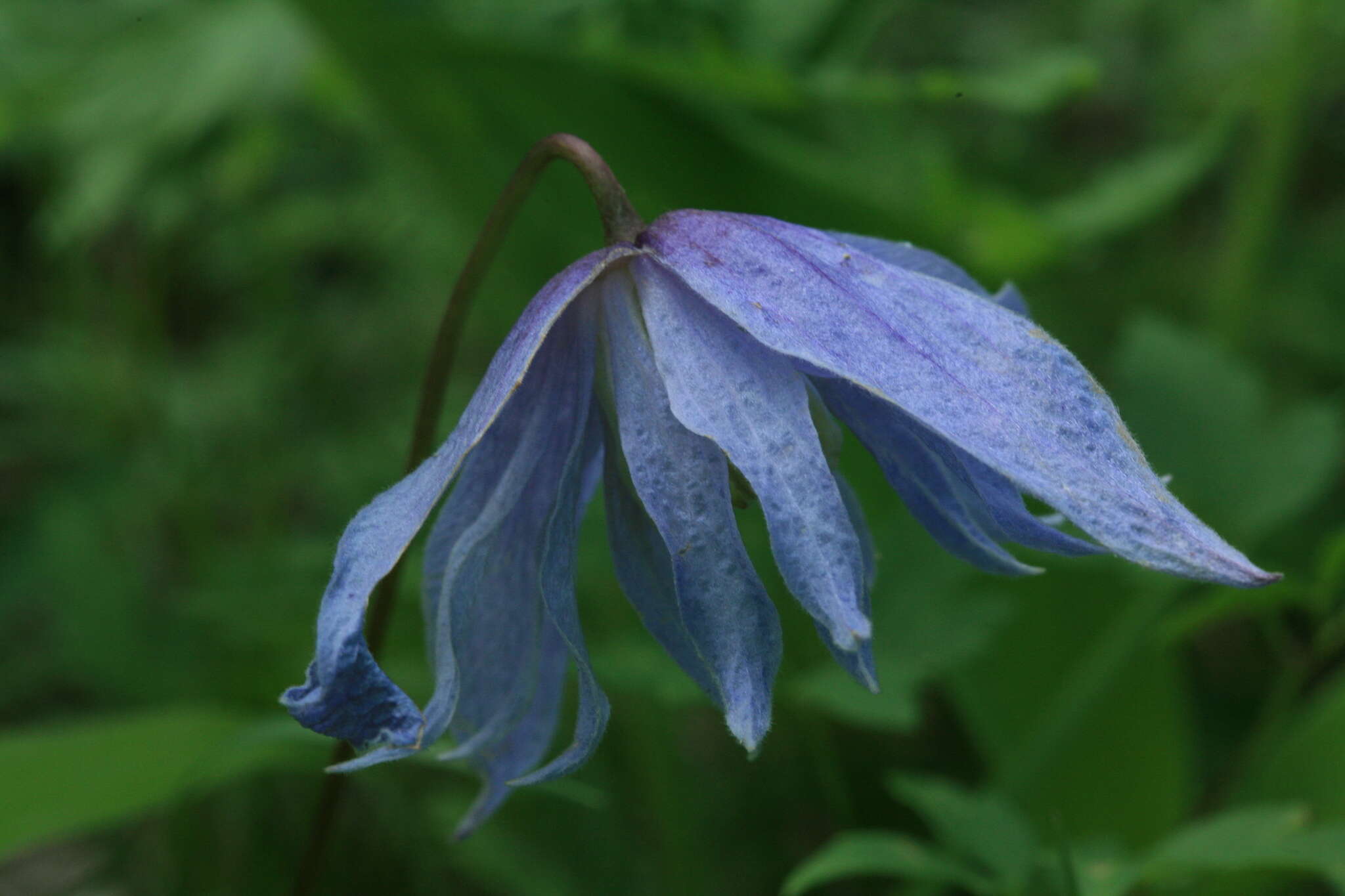 Image of Clematis macropetala Ledeb.