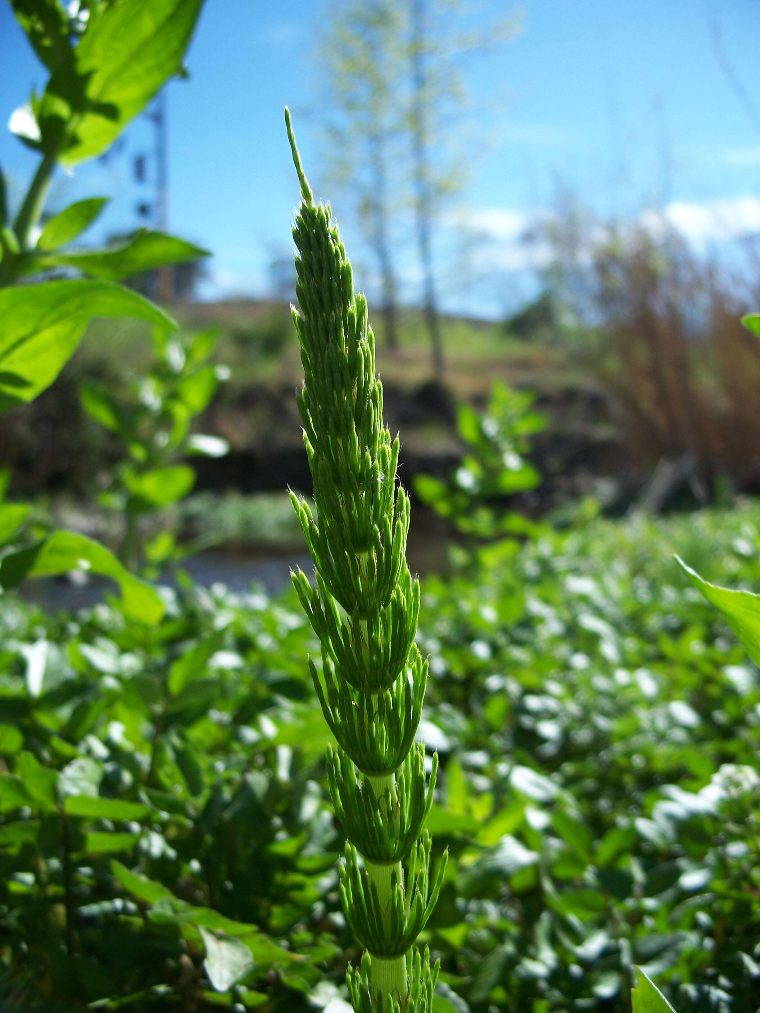 Image of Great Horsetail