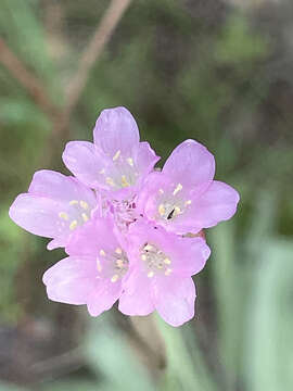 صورة Armeria gaditana Boiss.