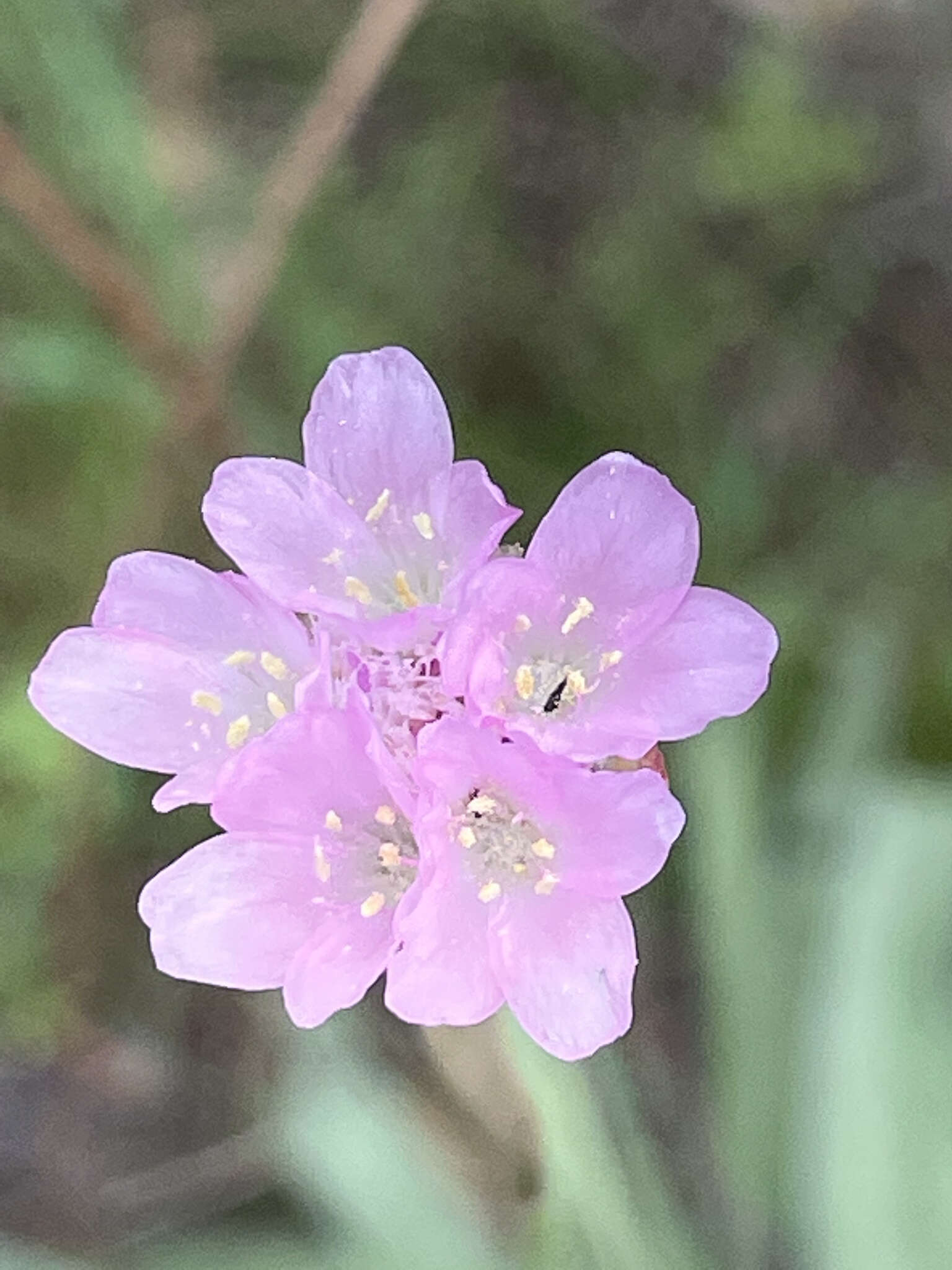 Image of Armeria gaditana Boiss.