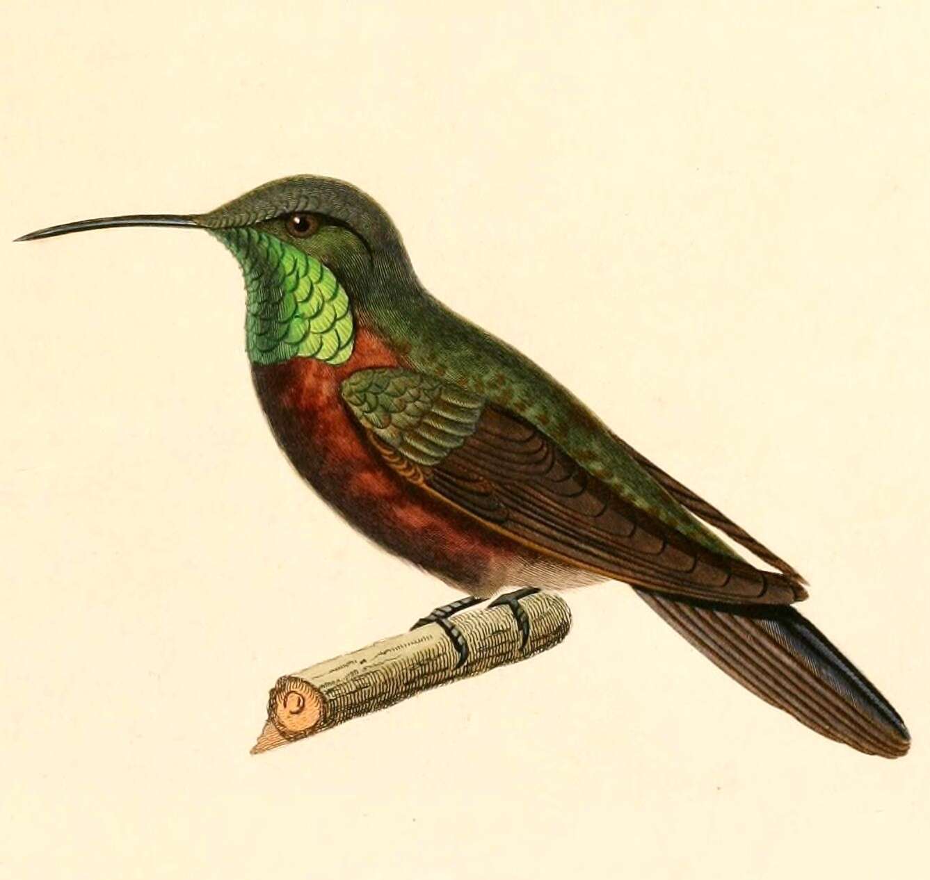 Image of Wedge-tailed Hillstar