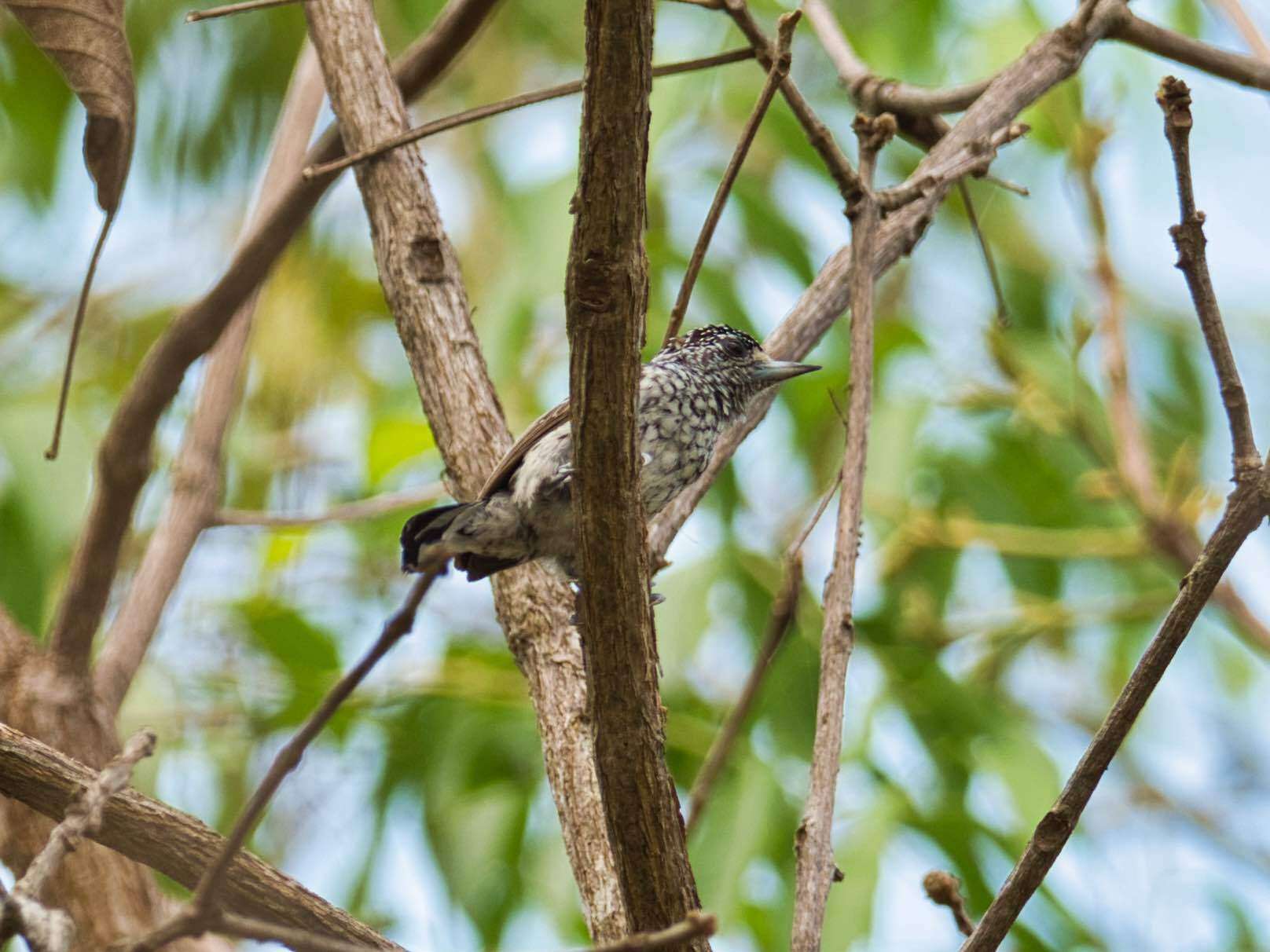 Слика од Picumnus albosquamatus d'Orbigny 1840