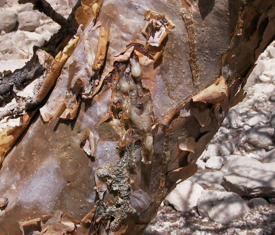 Image of frankincense