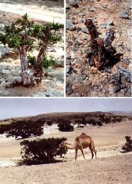 Image of frankincense