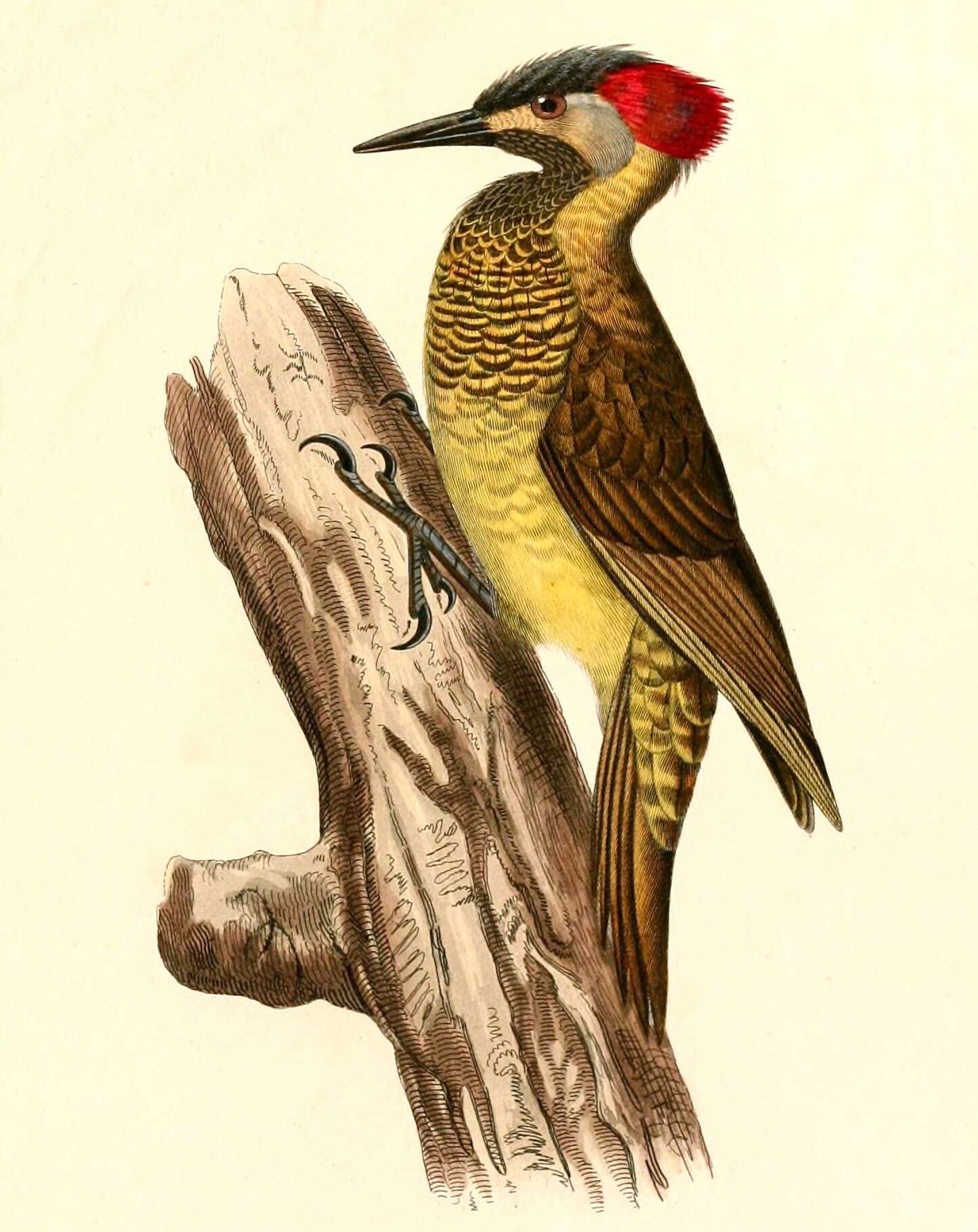 Image of Golden-olive Woodpecker