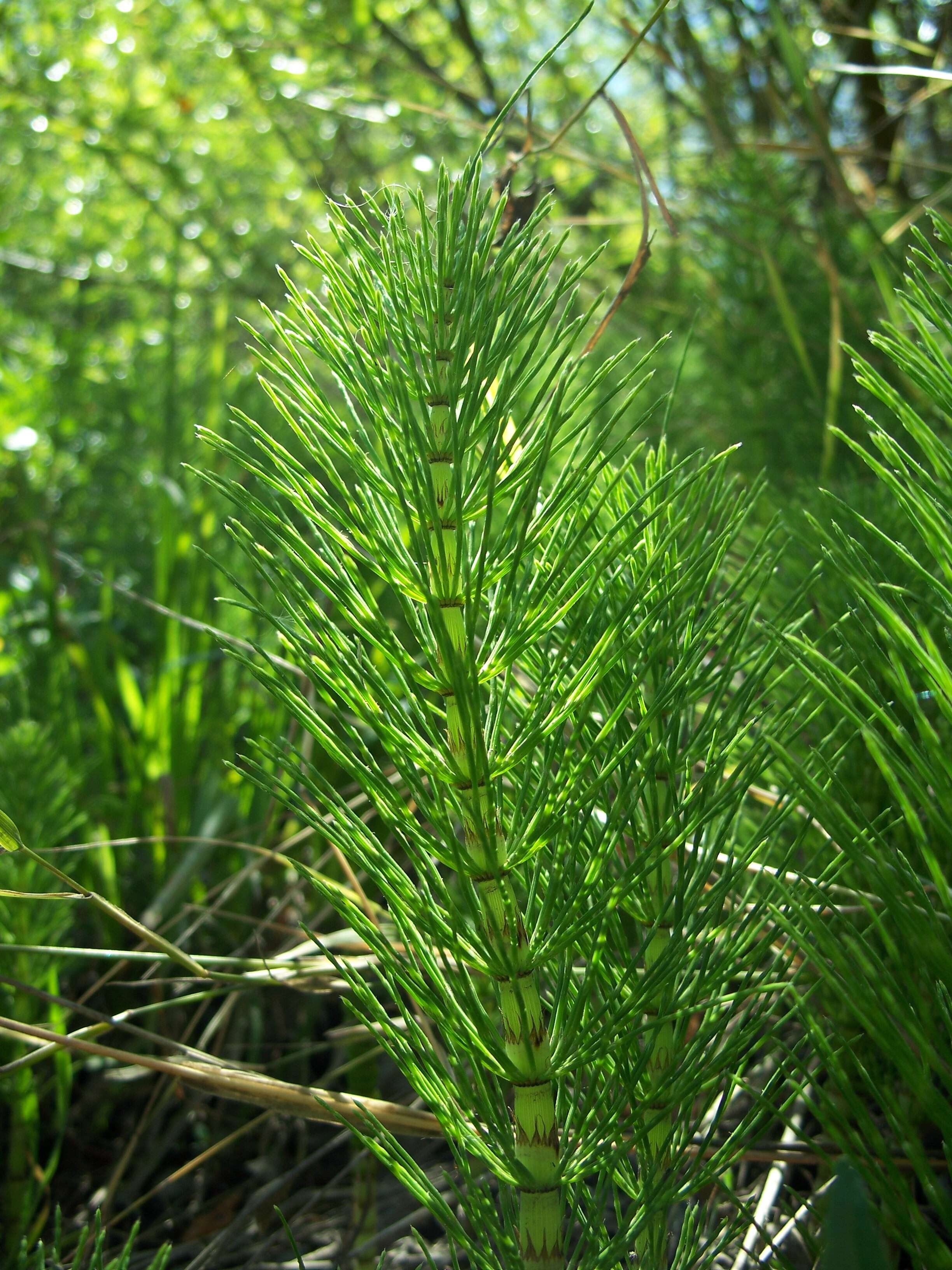 Image of Great Horsetail