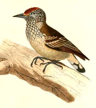 Слика од Picumnus albosquamatus d'Orbigny 1840