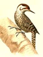 Image of Woodpeckers