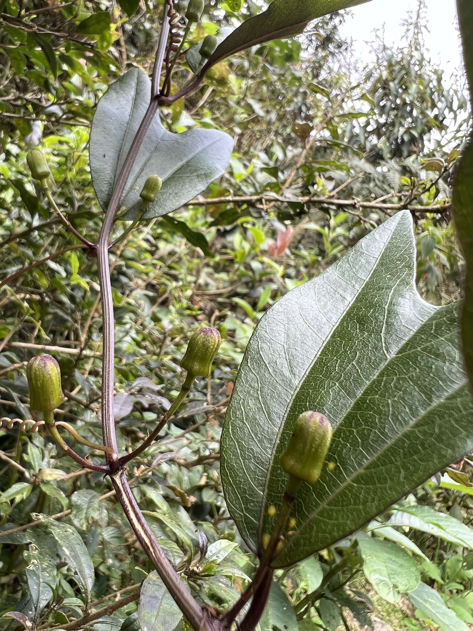 Passiflora chelidonea Mast. resmi