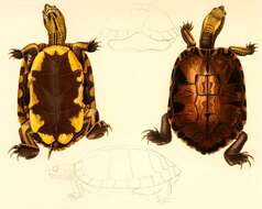 Image of Black-bellied Slider