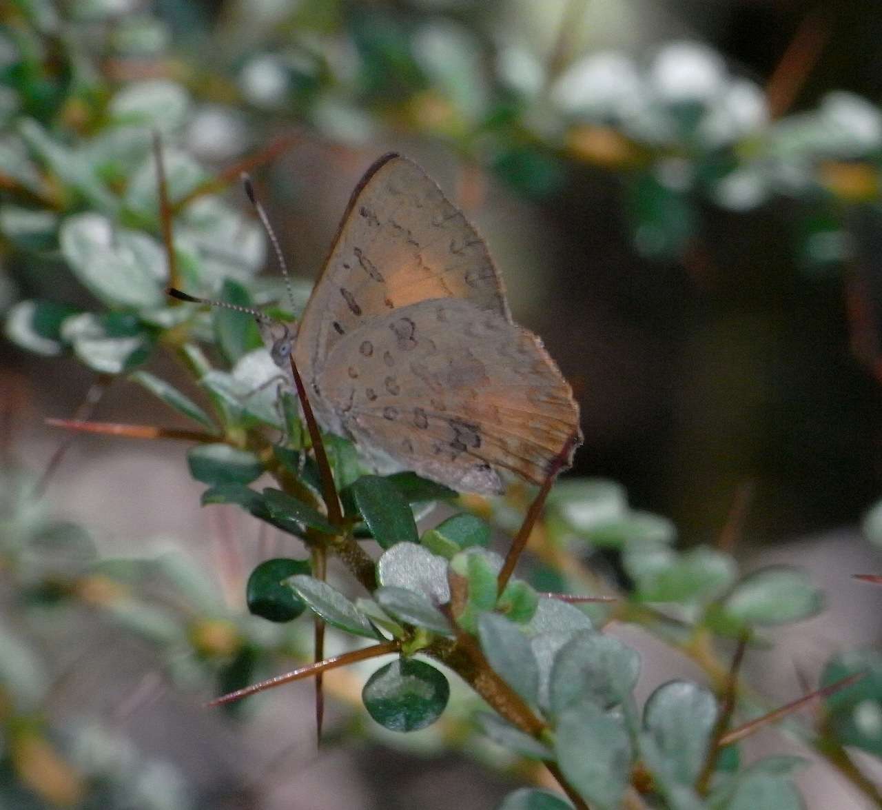 Image of Paralucia aurifer (Blanchard 1848)