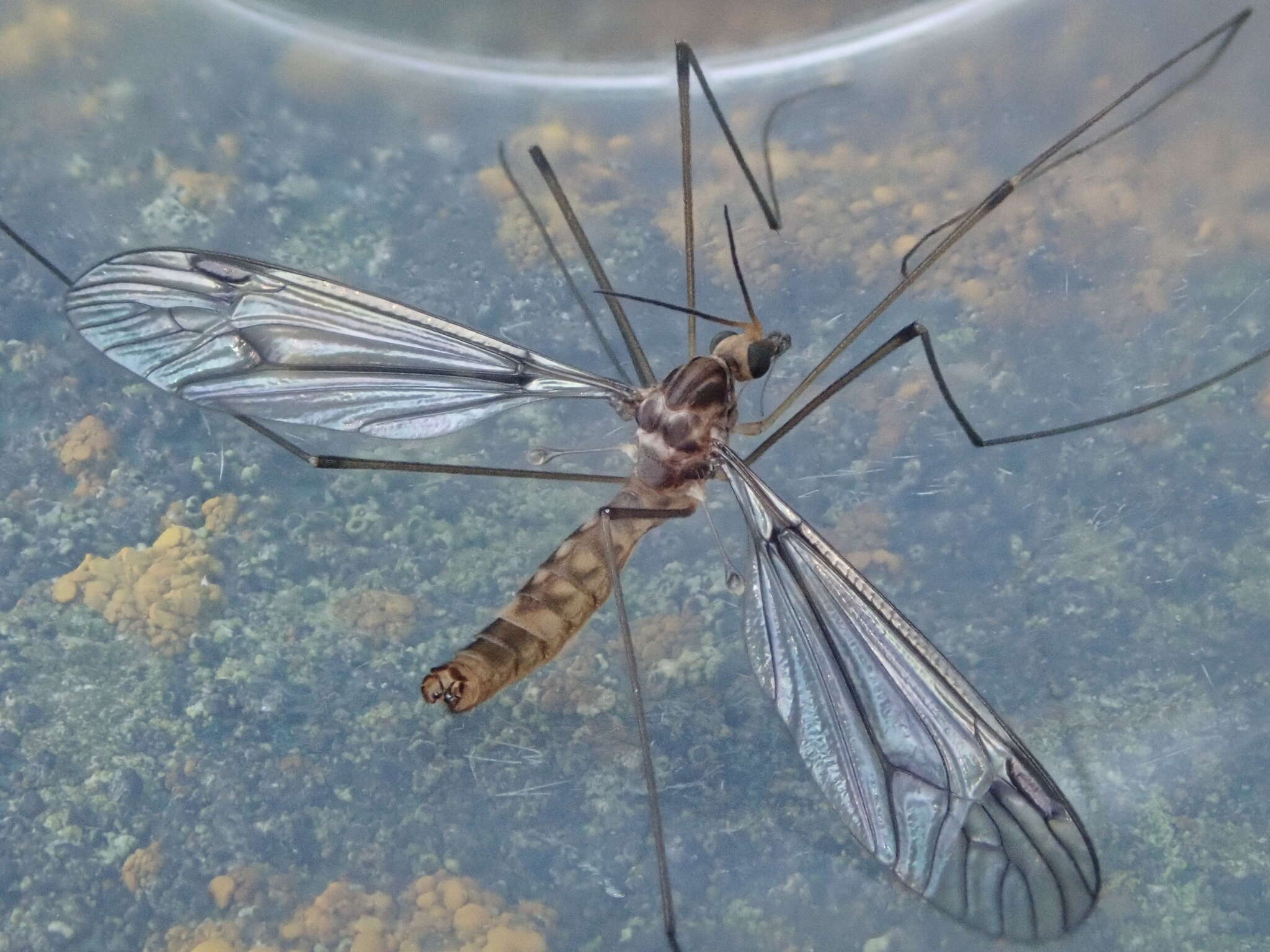 Image of Leptotarsus (Macromastix) cubitalis (Edwards 1923)