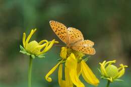 Image de Speyeria hesperis ratonensis Scott 1981