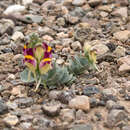 Image de Linaria michauxii Chav.