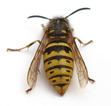 Image of Common wasp