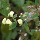 Image of Calceolaria velutinoides Edwin