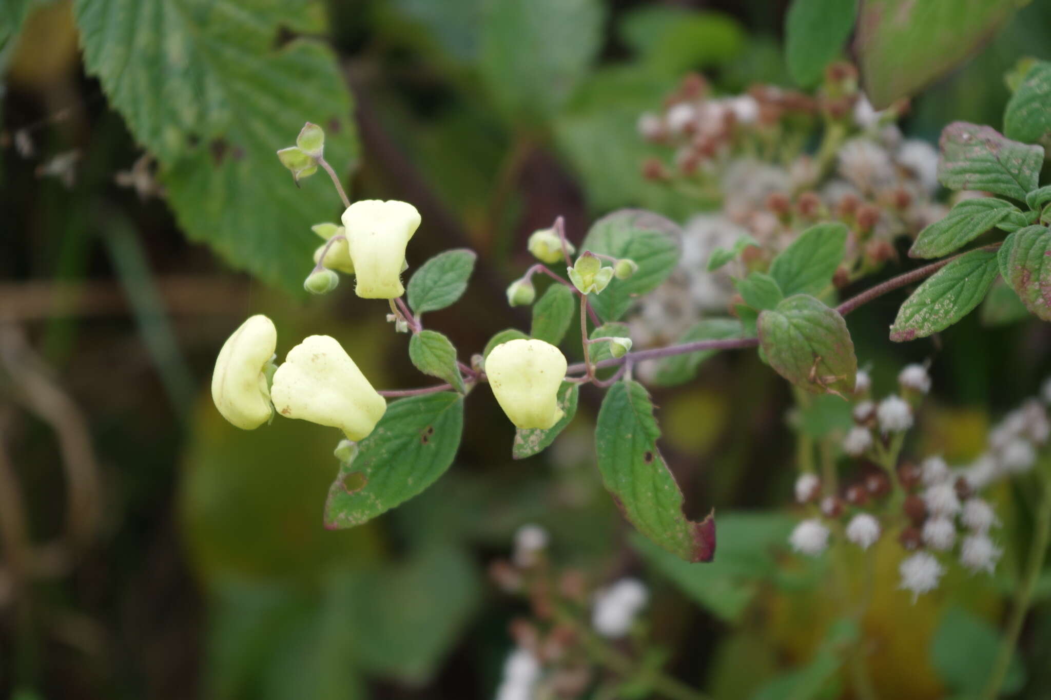 Image of Calceolaria velutinoides Edwin