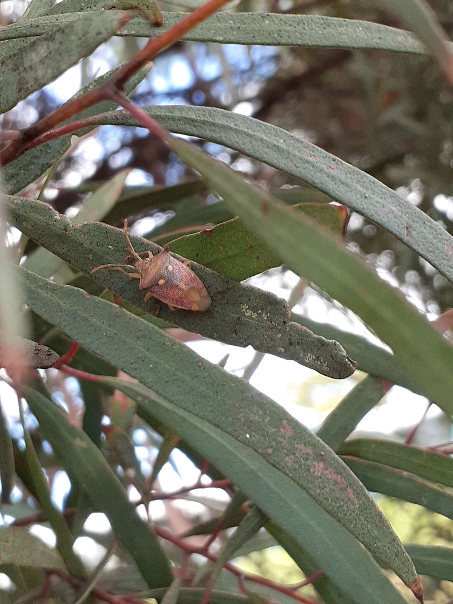 Image of <i>Hiarchas angularis</i>