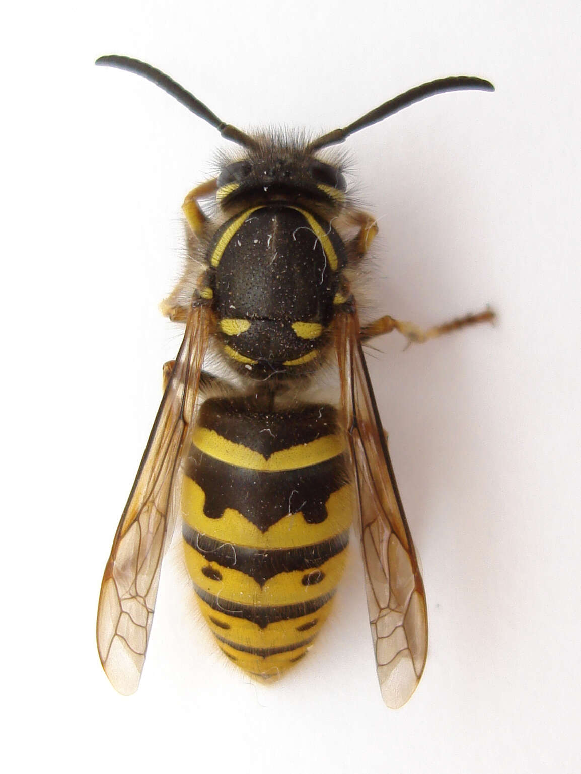 Image of Common wasp