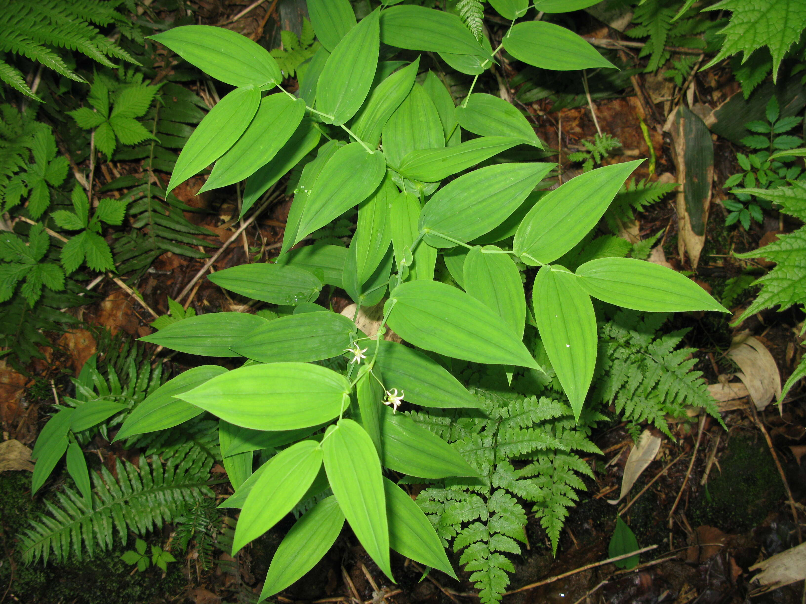 Image of claspleaf twistedstalk