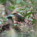 Image of Sri Lanka Scaly Thrush